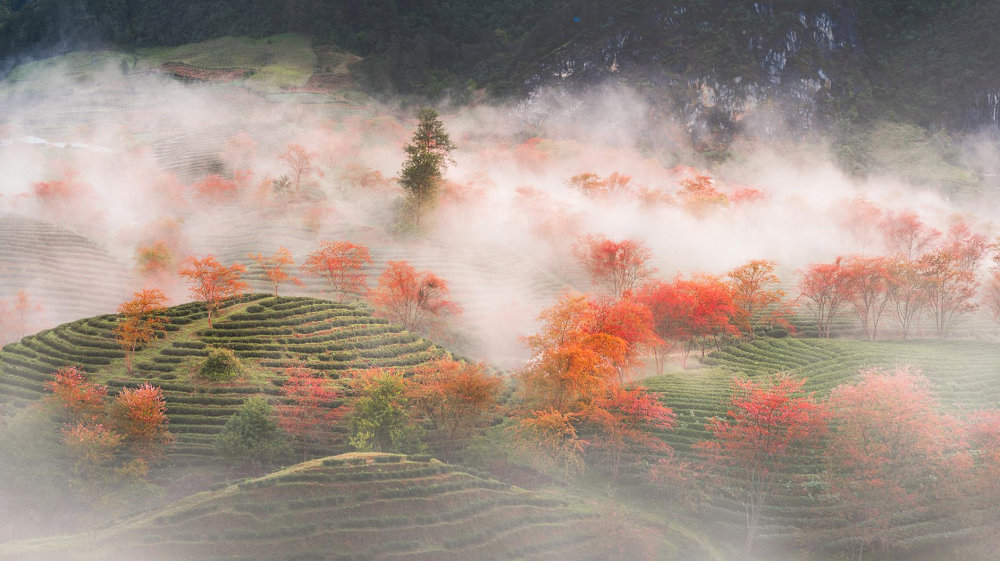 Visiting O Long Tea Hills in winter reveals a poetic landscape with frost-covered tea plants creating a silvery sheen across rolling hills
